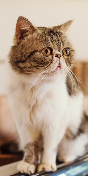 Automatic portrait image cropping